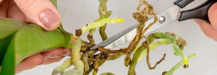 Person schneidet Wurzeln einer Orchidee mit einer Schere.